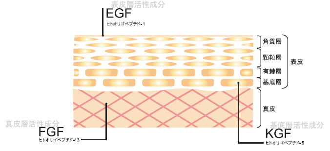 グロースファクター成分、FGF(線維芽細胞成長因子)、EGF、KGF